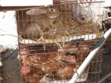Conejos Y Gallinas En Venta En Un Mercado
