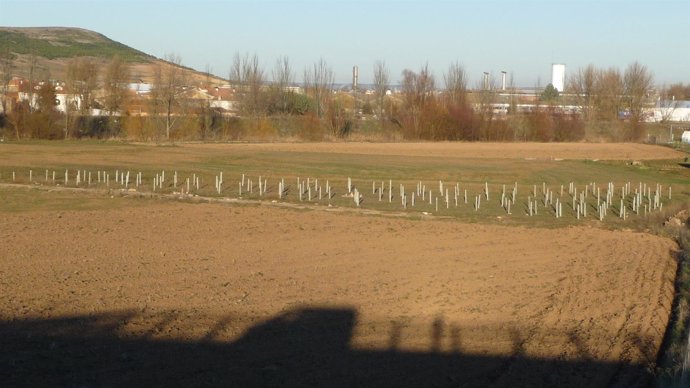 Plantación De Un Bosque Por La Fundación Ciudadano Verde.