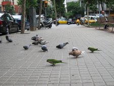 Cotorras Se Mezclan Con Palomas En Barcelona