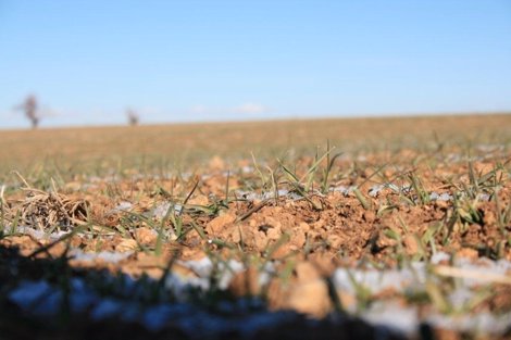 Brotes, Sequía, Campo, Agricultura