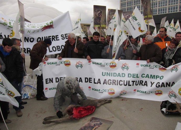 Manifestación De Ganaderos Contra Los Ataques De Lobos