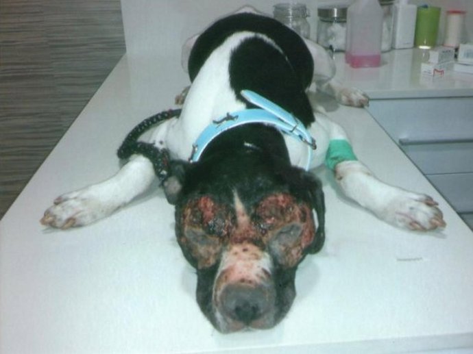 La Perra Se Recupera De Las Lesiones Sufridas Por Medicación Incorrecta