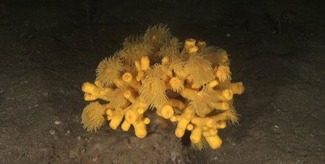 Coral Amarillo Hallado Frente A Málaga, En El Área Del Sondo Siroco