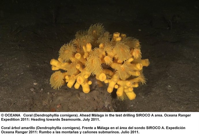 Coral Amarillo Hallado Frente A Málaga, En El Área Del Sondo Siroco