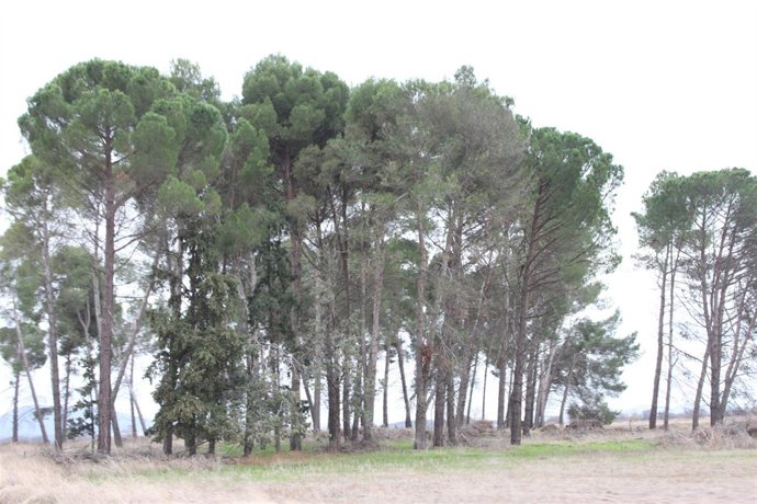 ARBOLES , CAMPO