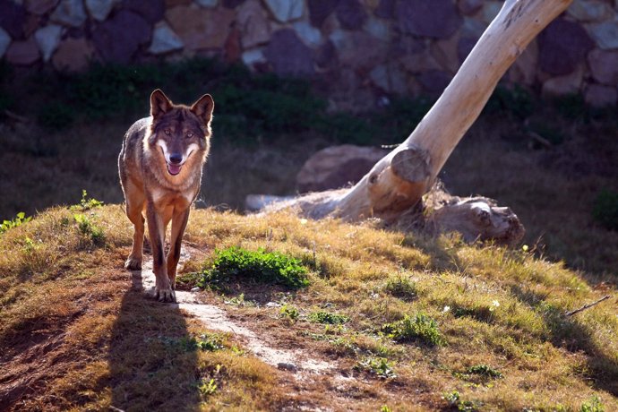 Lobos