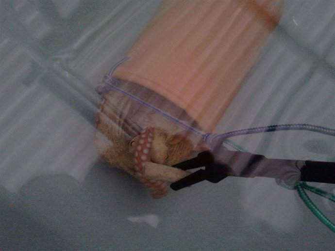 Alimentación Con El Nuevo Pienso Seco Artificial Para Pulpos       