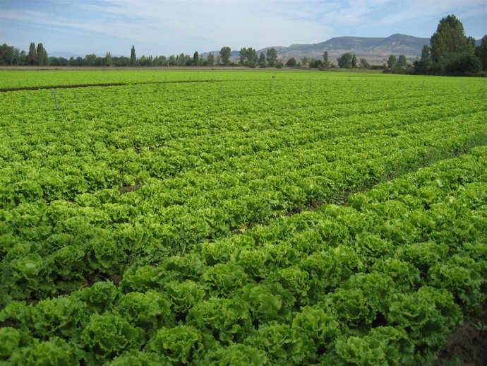 Imagen De Una Parcela Con Lechugas