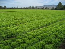 Imagen De Una Parcela Con Lechugas