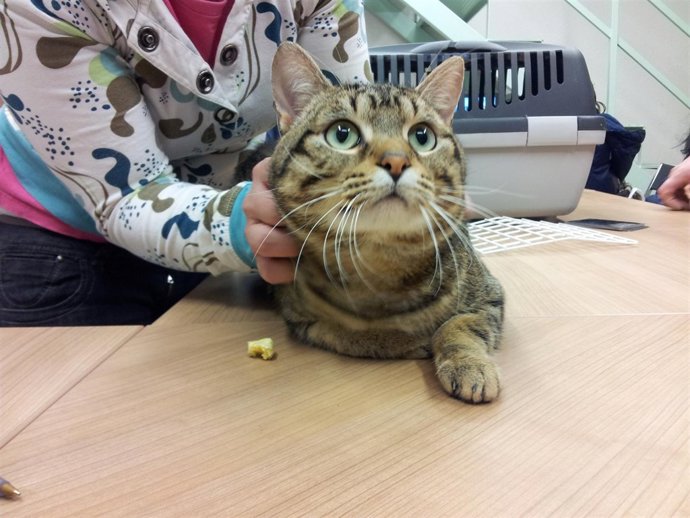 Gato 'Sansón' Salvado Del Sacrificio Por Aparioja