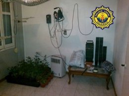 Marihuana Intervenida Por La Policía Local En Un Domicilio De Valencia