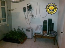 Marihuana Intervenida Por La Policía Local En Un Domicilio De Valencia