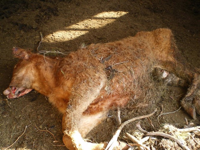 Novilla Muerta En Un Ataque De Lobos En Navalacruz