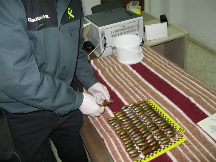 Detenido Con 86 Bellotas En Su Interior En Utrera (Sevilla)