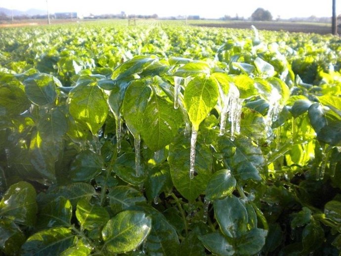 Una Plantación Helada