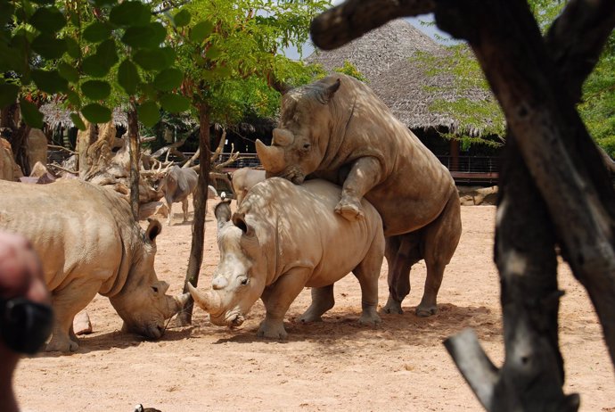 Rinocerontes Apareándose En El Bioparc (Valencia)