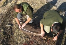 Toma De Datos De Un Sarrio En La Reserva De Caza De Viñamala (Huesca)