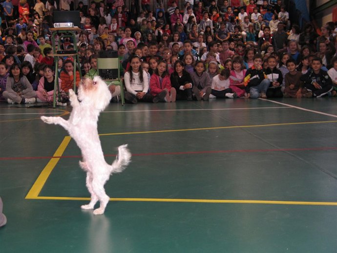 Exhibición De Perros 