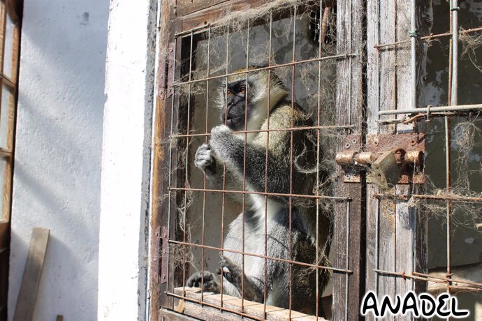 Una Imagen Del Zoo Denunciado En Riocaliente