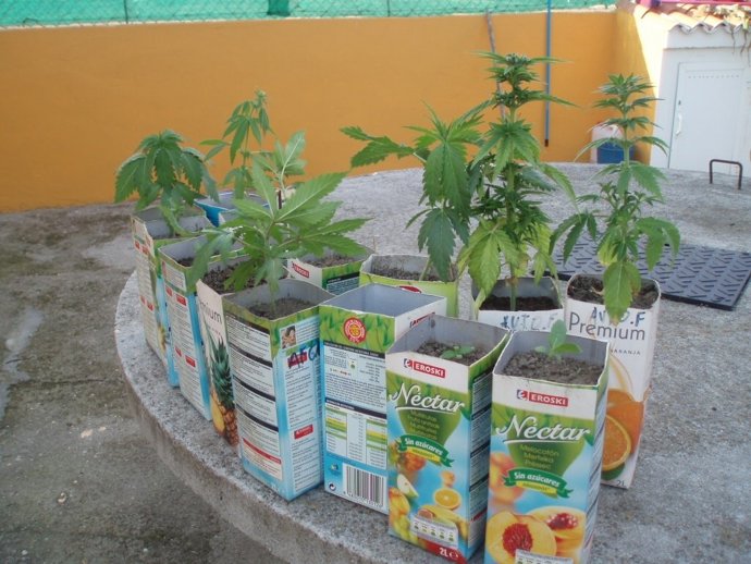 Plantas De Marihuana Incautadas En Xinzo De Limia (Ourense).