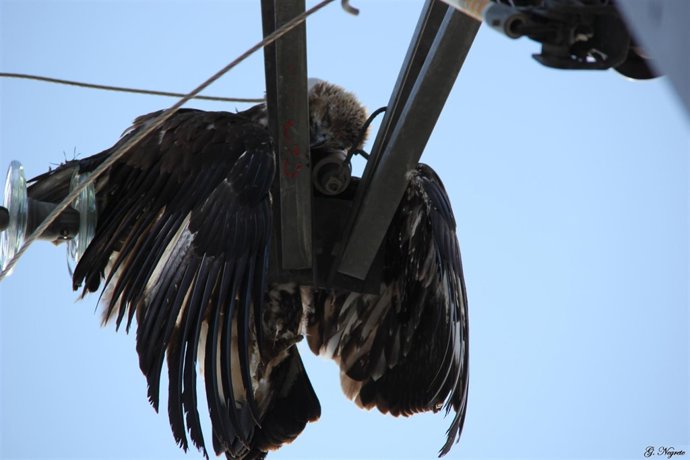 Águila Real Muerta En Un Tendido.