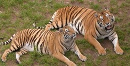 Tigres en Cabárceno. 