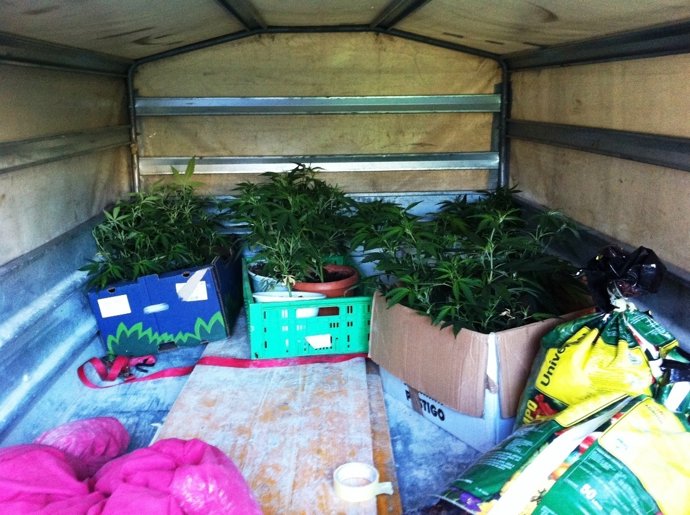 Las Plantas Incautadas.