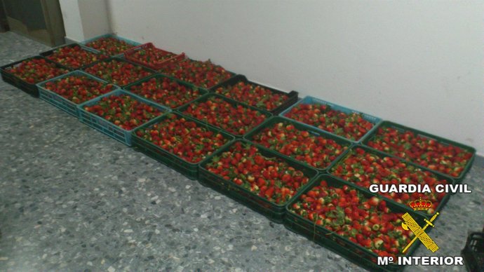 Cajas De Fresas Recuperadas Por La Guardia Civil.
