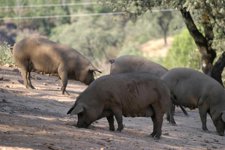 cerdos ibéricos de pata negra en la serranía de Huelva