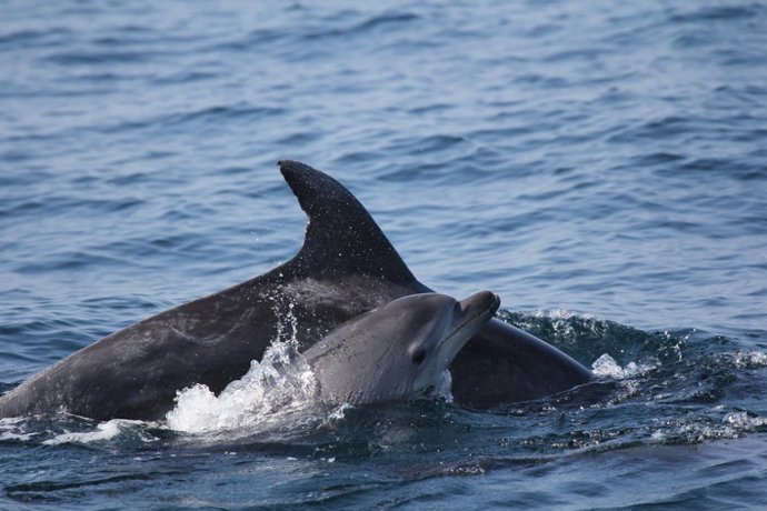 Ejemplares De Delfín En El Estrecho De Gibraltar