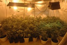 Plantación Marihuana