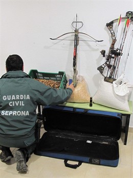 Ballesta Y Arcos Intervenidos En La Caza De Jabalíes