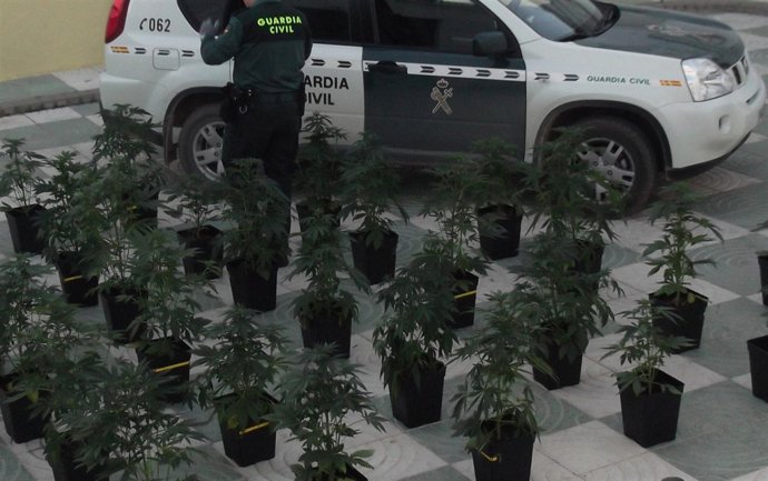 Plantas De Marihuana Intervenidas En La Vivienda