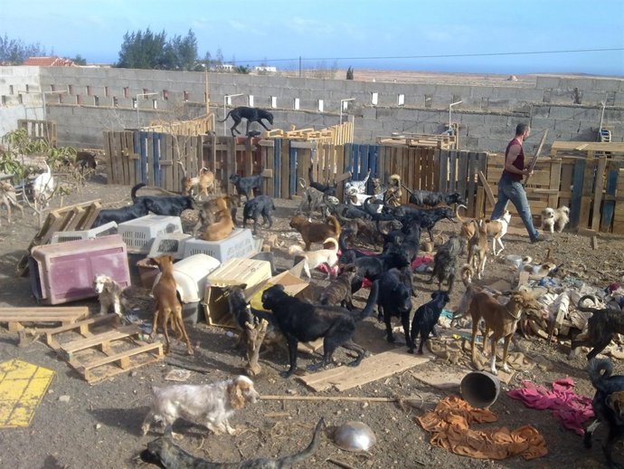 Imagen De Los Perros En La Perrera Municipal