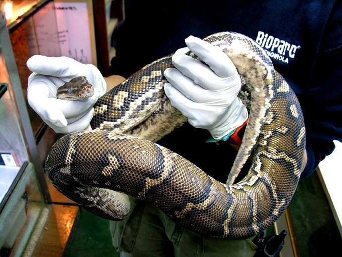 Reptil Serpiente Animal Naturaleza Bioparc Fuengirola