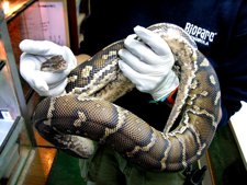 Reptil Serpiente Animal Naturaleza Bioparc Fuengirola