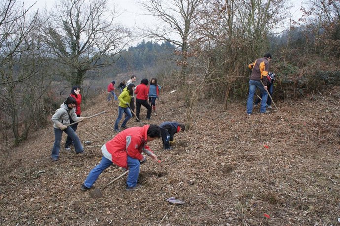 Plantación De Árboles 