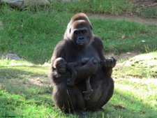 Gorila Kamilah Que Vive En El Zoo De San Diego, Cuyo Genoma Ha Sido Secuenciado