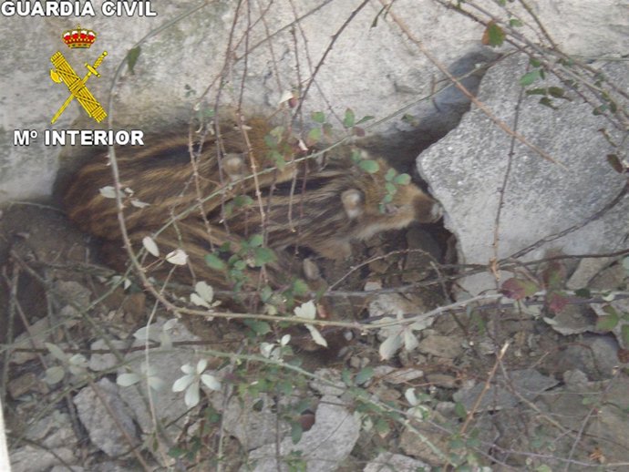 Los Rayones Rescatados En Galapagar