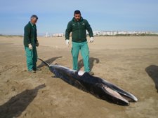 Cría De Ballena Hallada Fallecida En La Playa De Isla Cristina.    