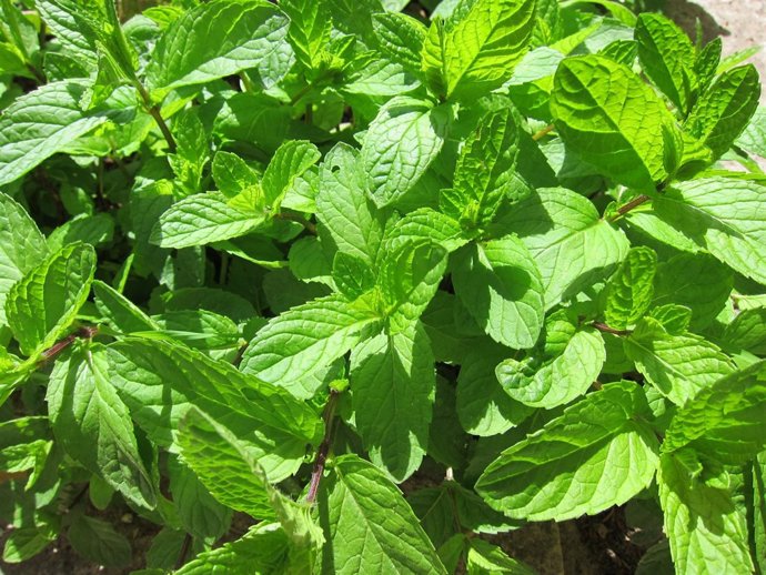 Hierbabuena, Menta, Plantas Aromáticas, Plantas Medicinales