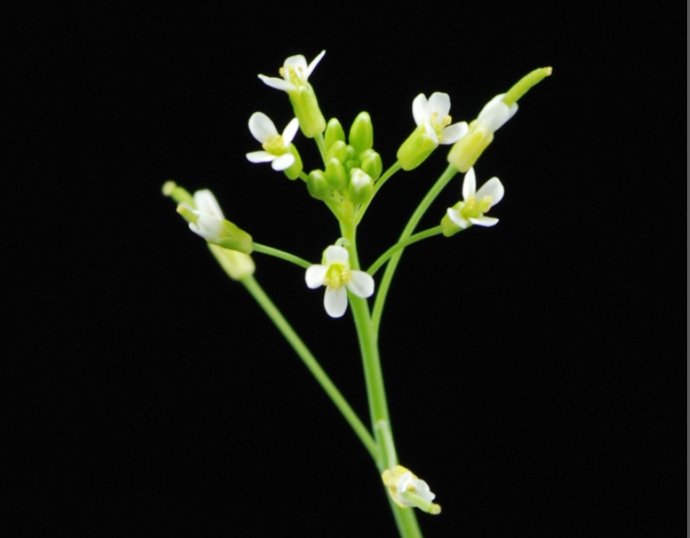 Planta Arabidopsis