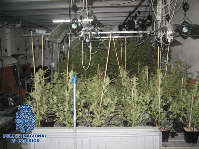 Laboratorio Invernadero De Marihuana