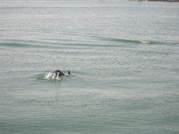 Un Delfín Entra En El Puerto De Tarragona