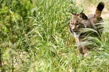 Ejemplar de lince ibérico