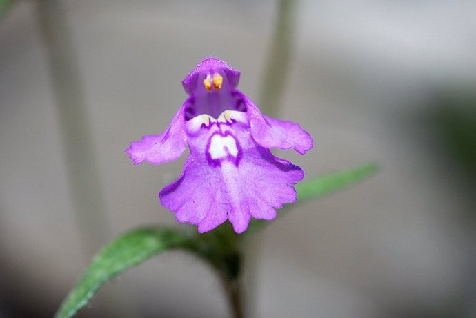 Galeopsis