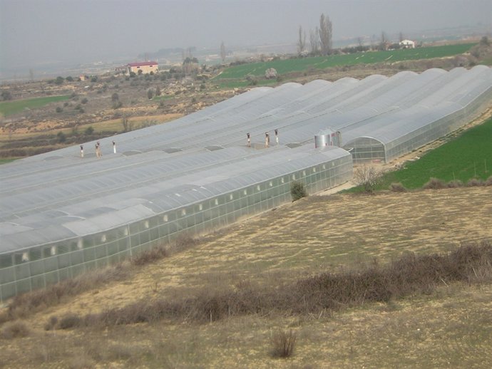 Invernaderos De Edoa En Lleida