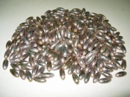 Bellotas De Hachís Intervenidas Por La Guardia Civil En Un Vehículo