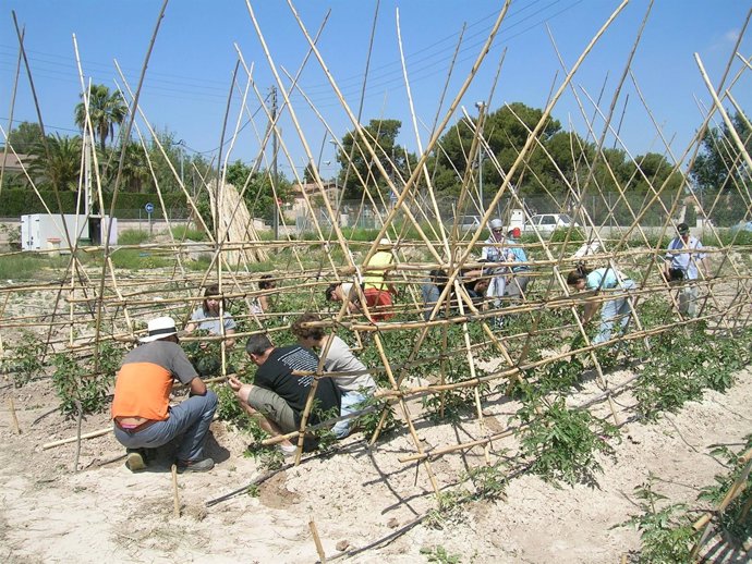 Operarios recogiendo tomates en Muchamiel