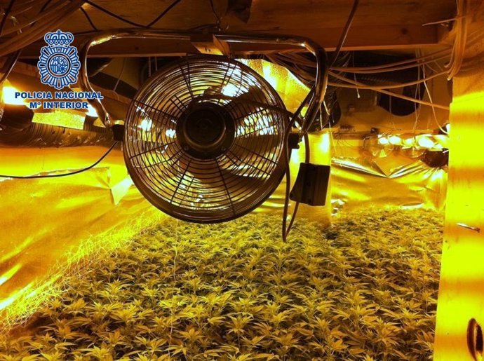 Marihuana En El Invernadero Hidropónico